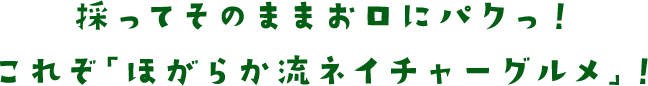 採ってそのままお口にパクっ！